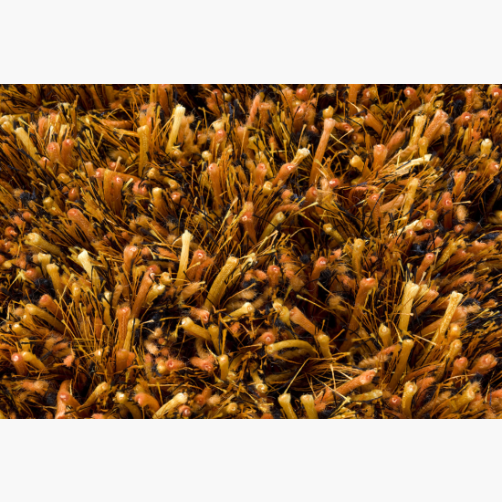 Linie Design Ronaldo Orange Rug www.wassersfurniture.com